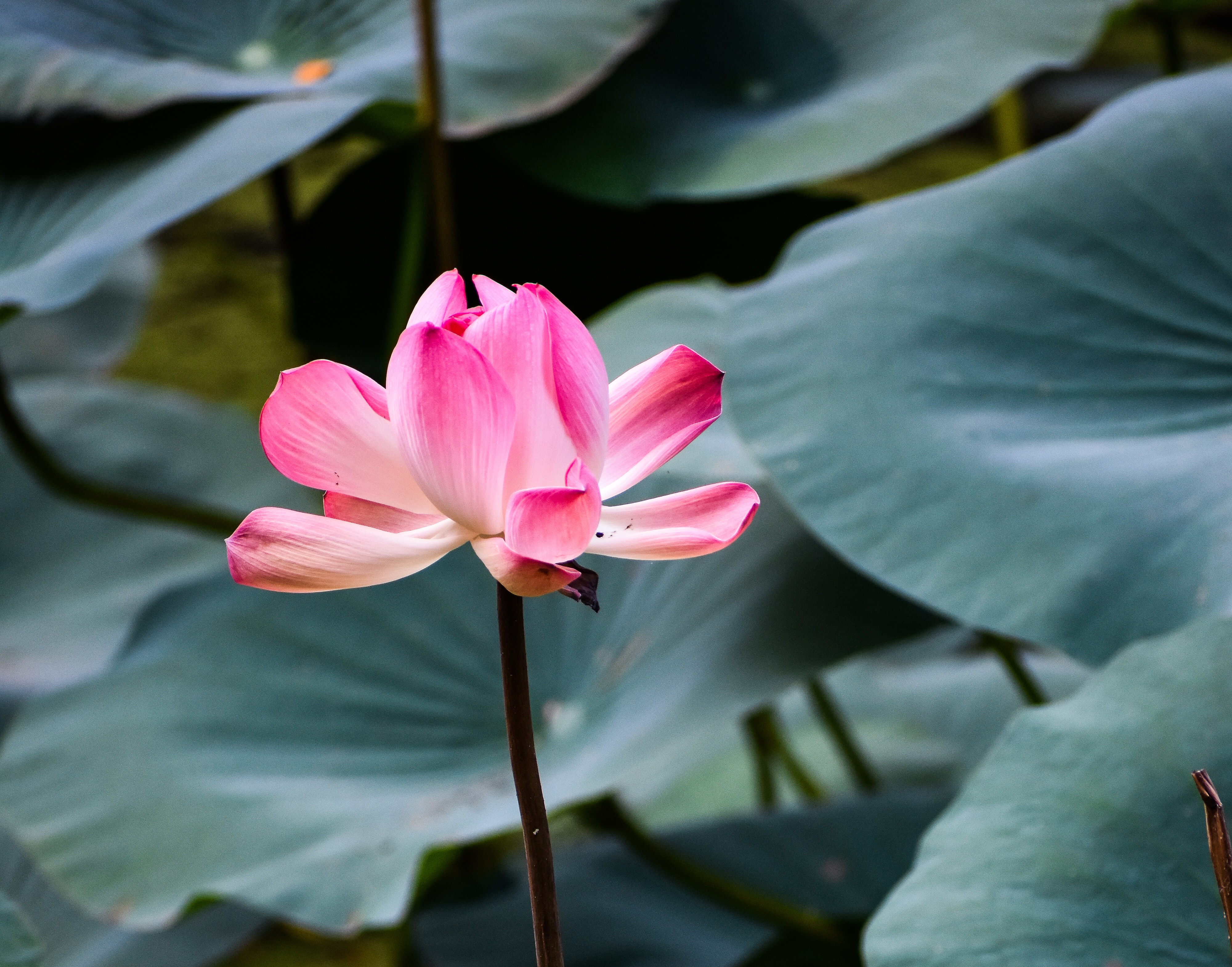 An image of pink lotus flower blooming beautifully in water