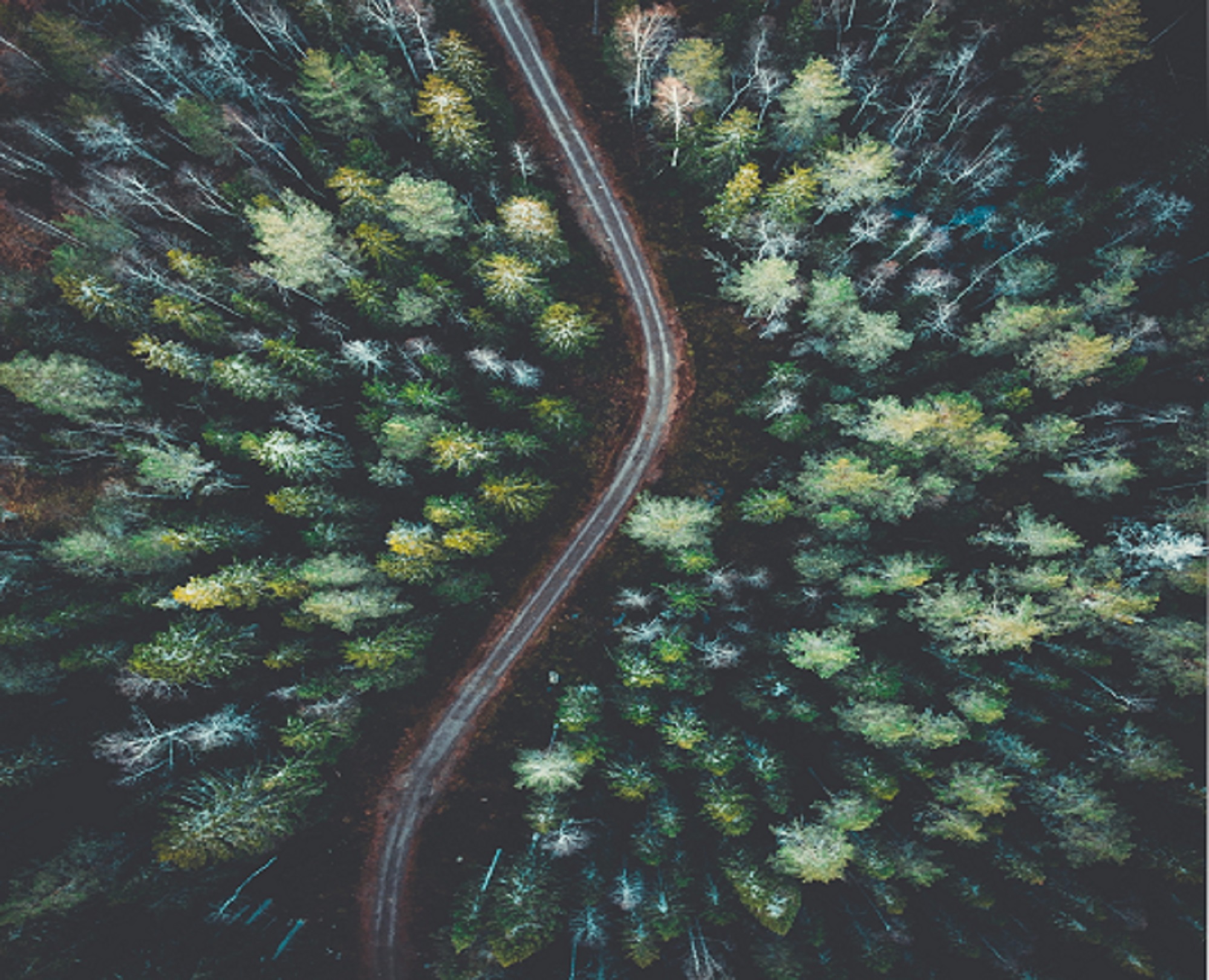 An image of a road with many turns through a forest