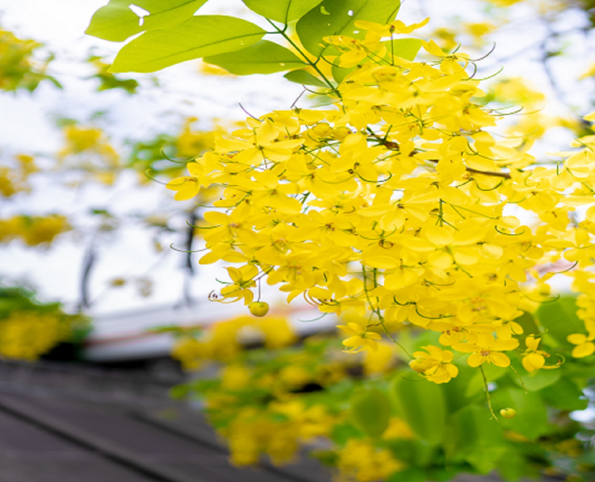 A beautiful tree with yellow flowers