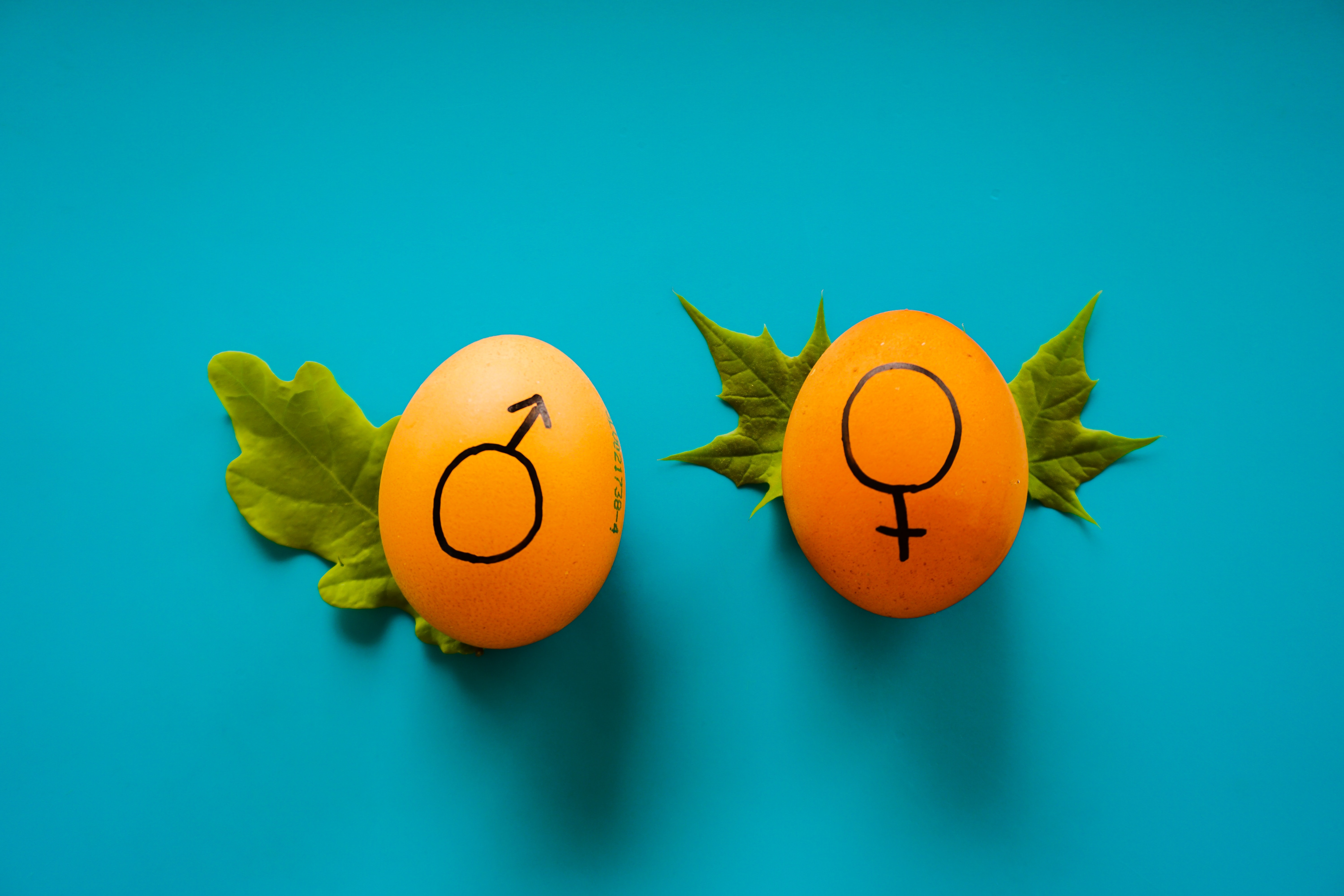 Two eggs representing male and female gender in a cute way